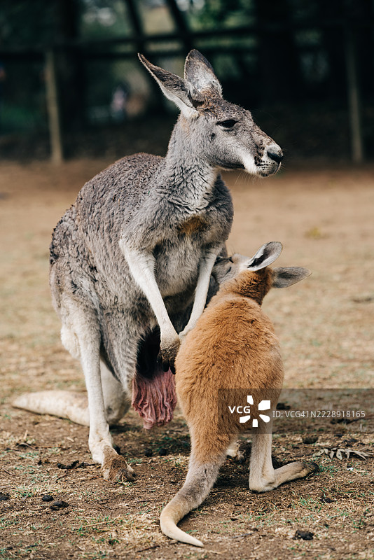 小袋鼠和它的妈妈，站在澳大利亚布里斯班的草地上图片素材