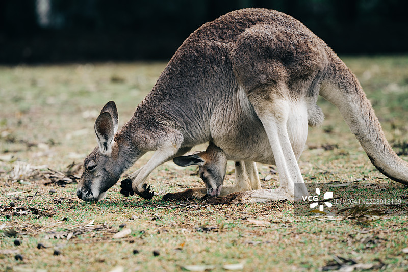 袋鼠妈妈的袋子里的乔伊，侧面视角，布里斯班，澳大利亚的草地上吃草的袋鼠图片素材