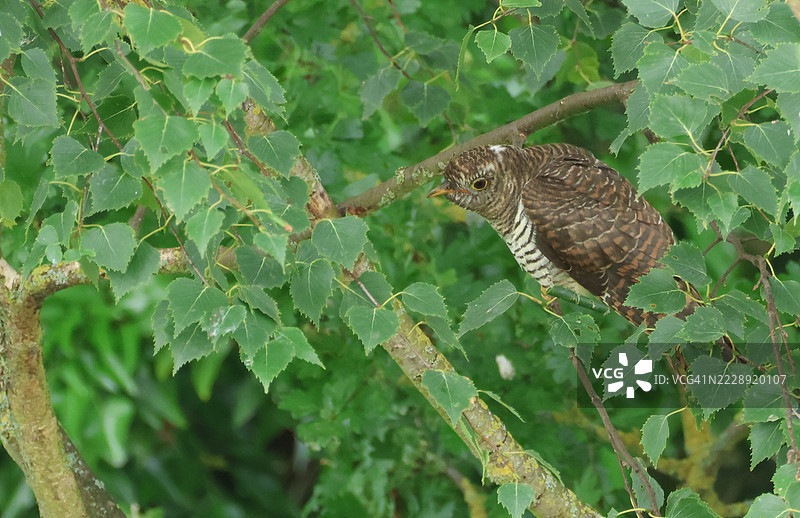 一只幼鸟布谷鸟（Cuculus canorus）栖息在白桦树上。图片素材