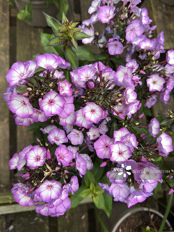 花园福禄考（Phlox Paniculata）植物，含苞待放，紫白色花朵盛开特写图片素材