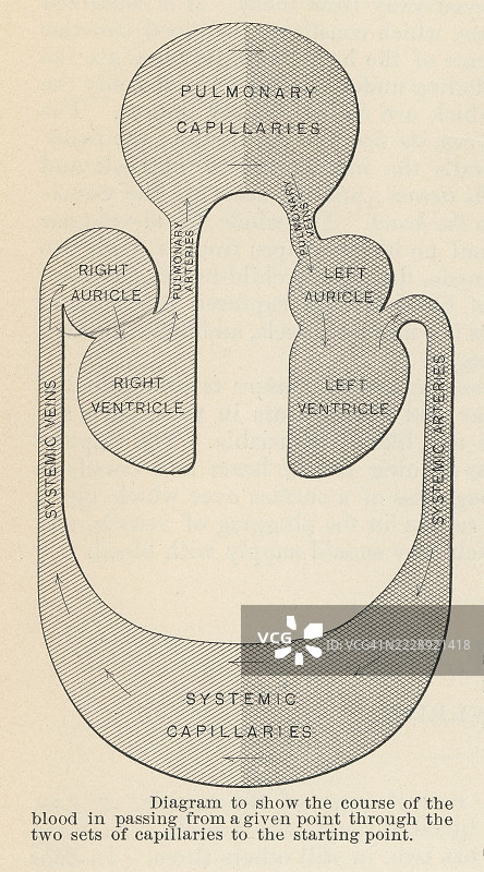 旧版雕刻插图，展示血液从某一点经过两组毛细血管回到起点的过程示意图图片素材