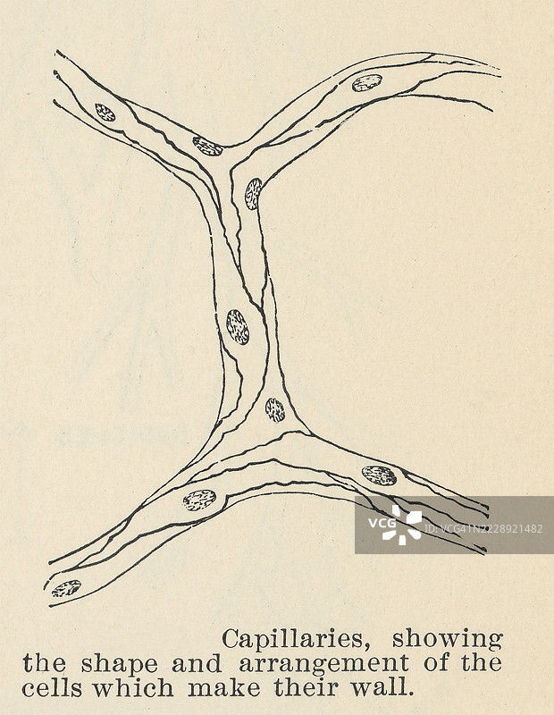 旧版雕刻插图，展示毛细血管的形状和构成其壁的细胞排列。图片素材