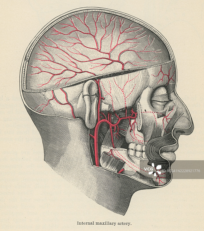 旧的彩色石版画插图，展示人类循环系统 - 内上颌动脉图片素材