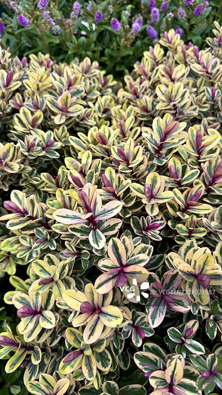 近距离拍摄的杂色叶子，来自于刺藤（Veronica x Franciscana）图片素材