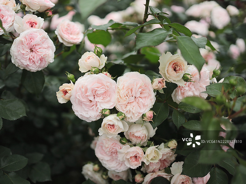 美丽的柔粉色玫瑰Rosa 'Mariatheresia'在夏季花园中盛开图片素材