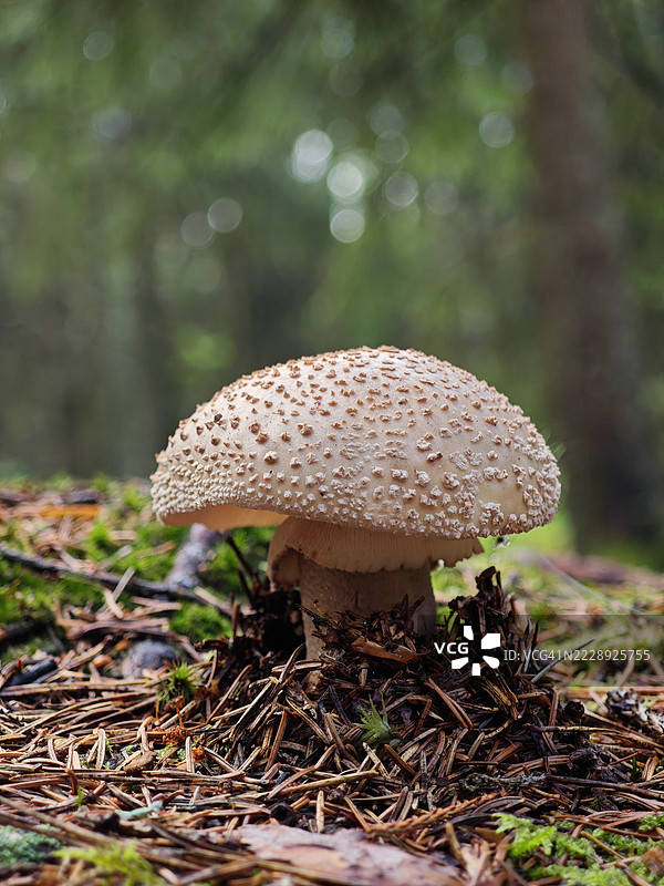 森林蘑菇特写图片素材