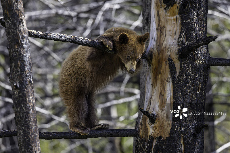 黑熊幼崽在沃特顿国家公园的森林中紧紧依偎在一棵树上，周围是最近火灾的残余。图片素材
