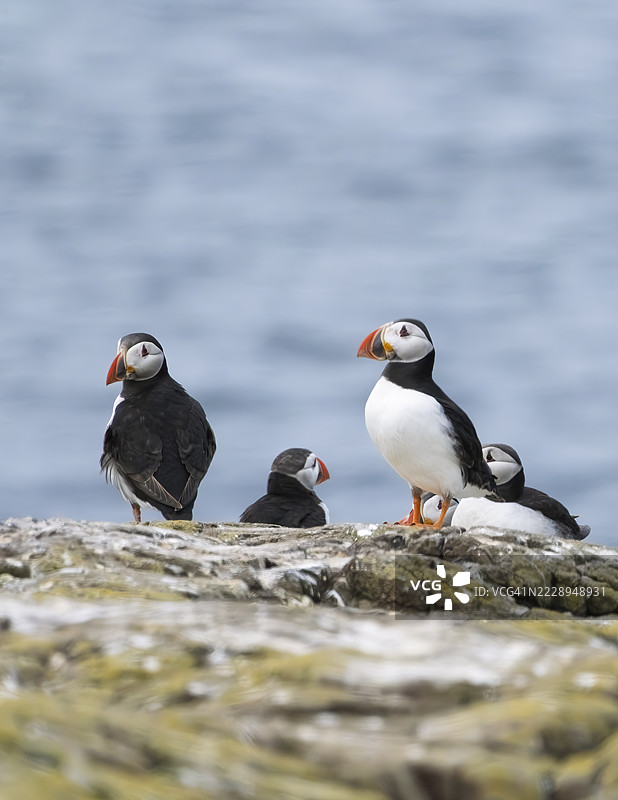 英格兰诺森伯兰郡法恩群岛内法恩岛的悬崖顶上的海雀图片素材