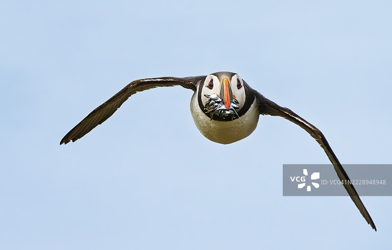 法恩群岛的海雀图片素材