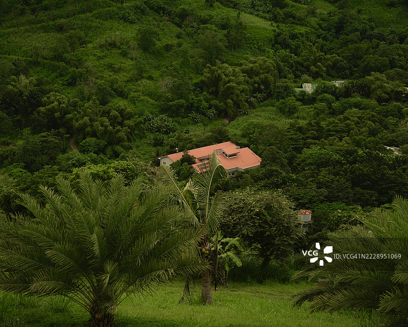 房子外面生长的树木和植物，邦邦，中央吕宋，菲律宾图片素材