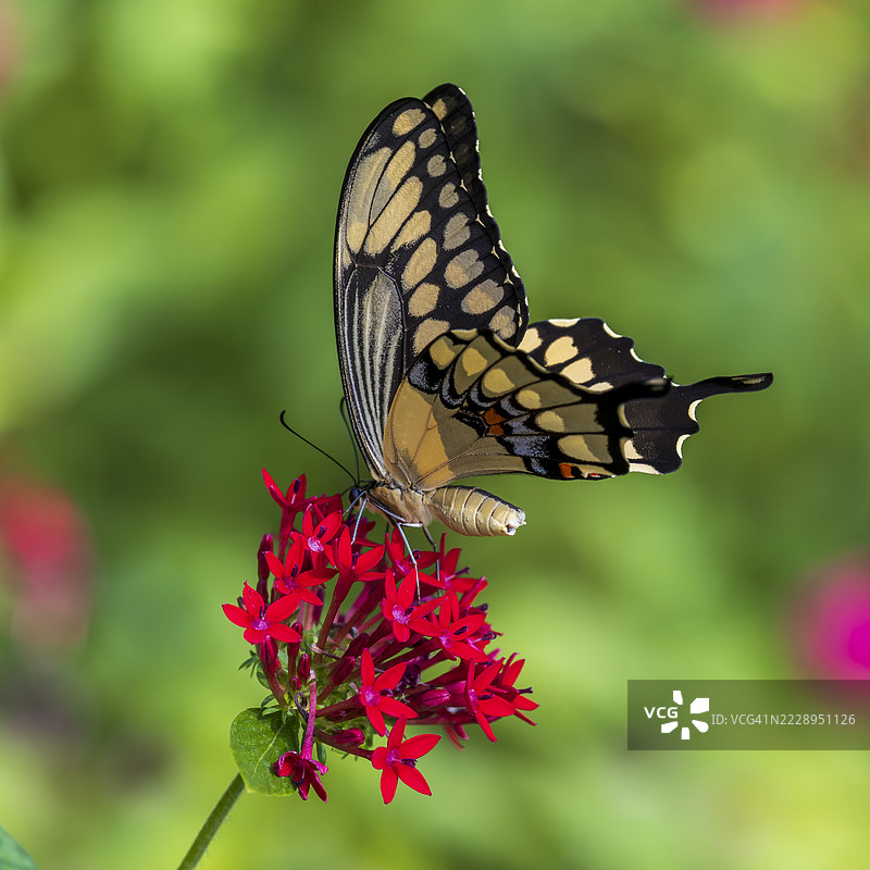 巨型燕尾蝶停在红色五角星花上，美国图片素材