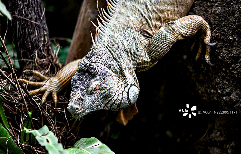 日本田野上的绿鬣蜥特写图片素材