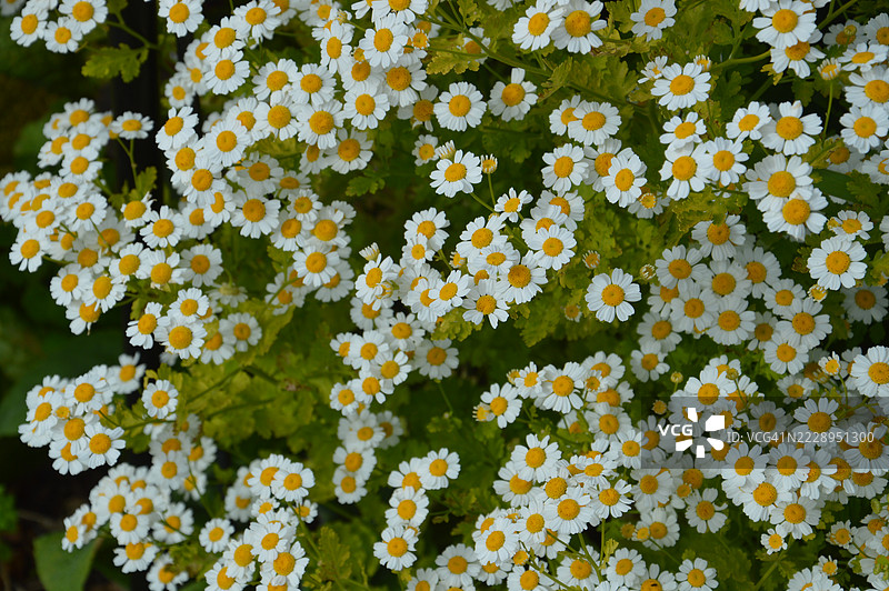 澳大利亚白色雏菊花的特写镜头图片素材