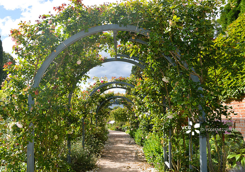 澳大利亚的天空下树木和植物图片素材