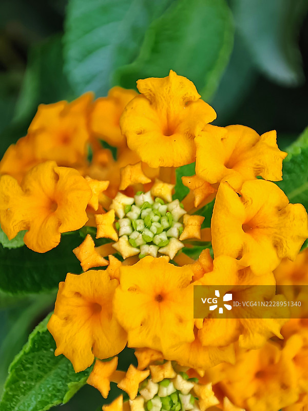 巴基斯坦信德省苏库尔的黄色花朵特写图片素材