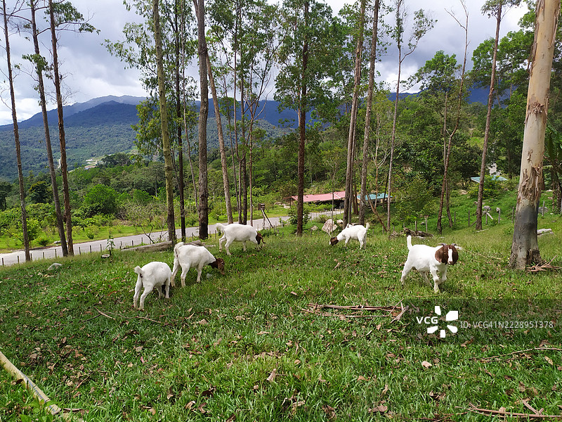 一群羊，沙捞越，马来西亚图片素材