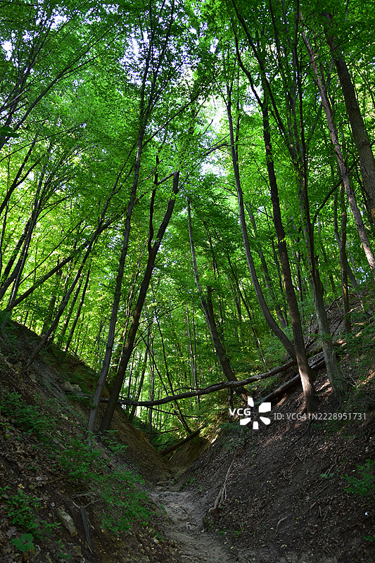 波兰的森林中的树木图片素材