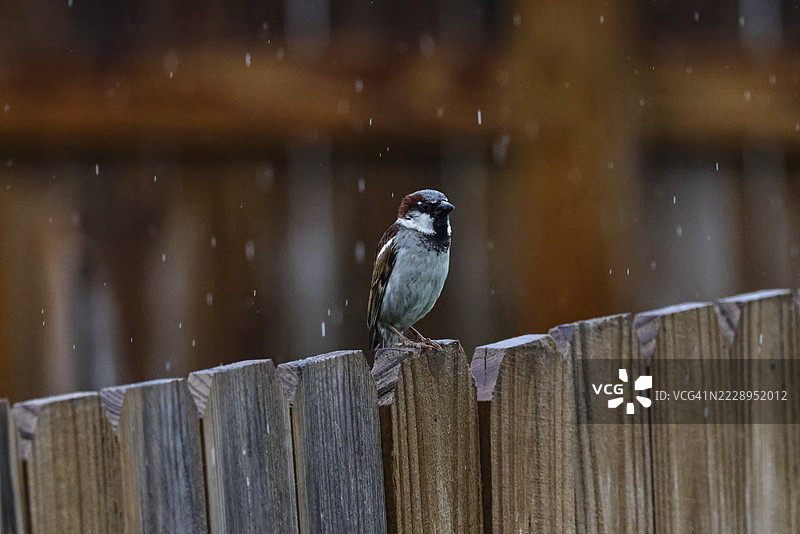 栖息在木桩上的鸣禽特写，内布拉斯加州，布莱尔，美国图片素材