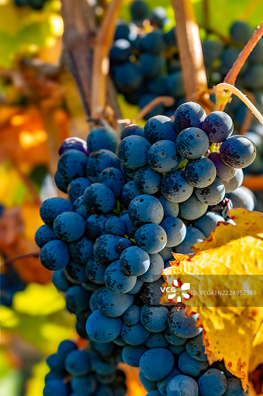 加州科拉尔德蒂拉的葡萄园中葡萄的特写镜头图片素材