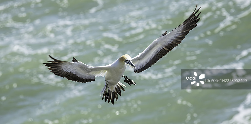海水鸬鹚在新西兰奥克兰的穆里怀海面上空飞翔的特写镜头图片素材