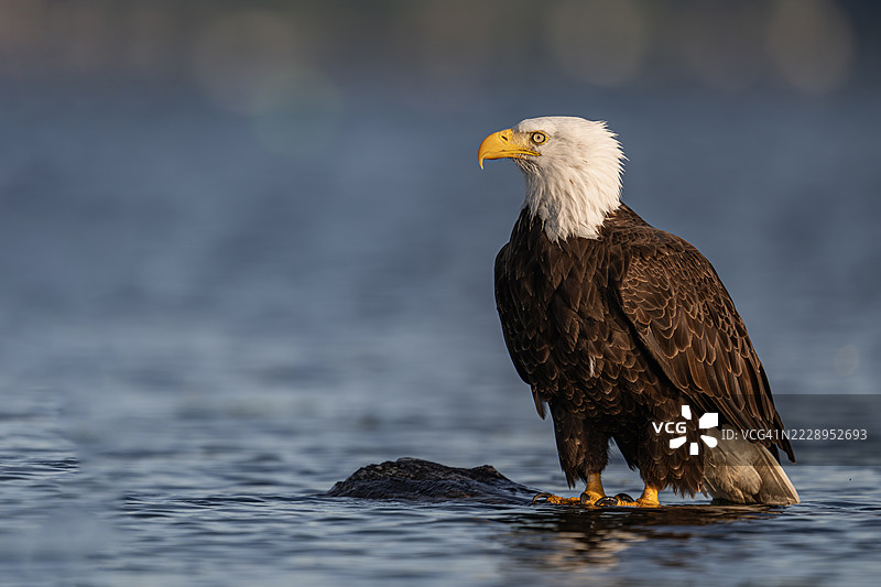 海鹰在海面上栖息的特写，西雅图，华盛顿州，美国图片素材