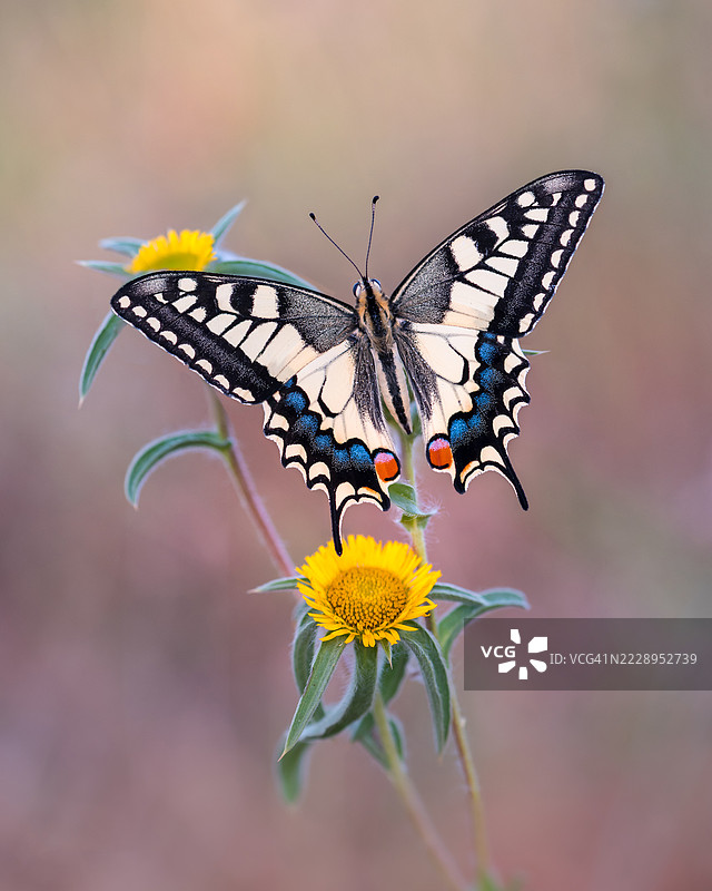 巴塞罗那，西班牙，一只蝴蝶在花朵上授粉的特写镜头图片素材