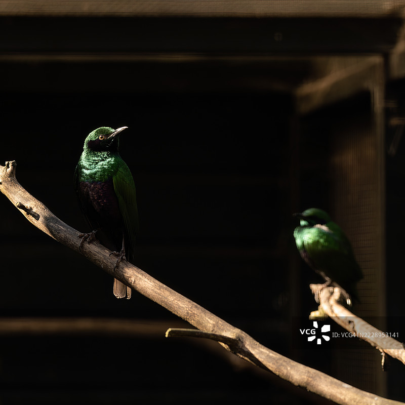 热带鸟类栖息在树枝上的特写，波尔贝斯，英国图片素材