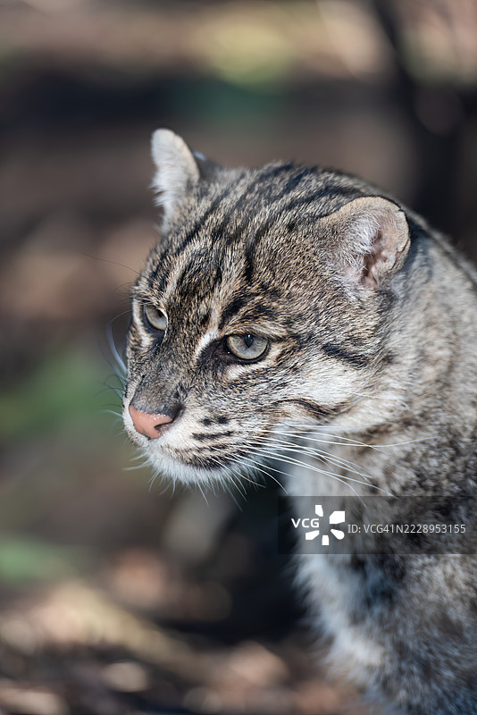 猫的特写，波尔贝斯，英国，英国图片素材