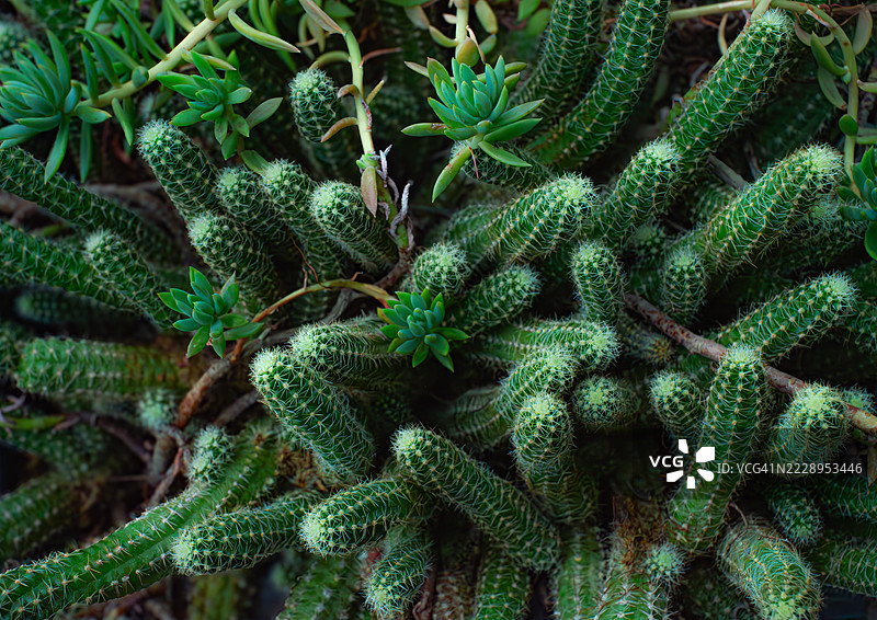 意大利博尔扎诺的植物全景拍摄图片素材
