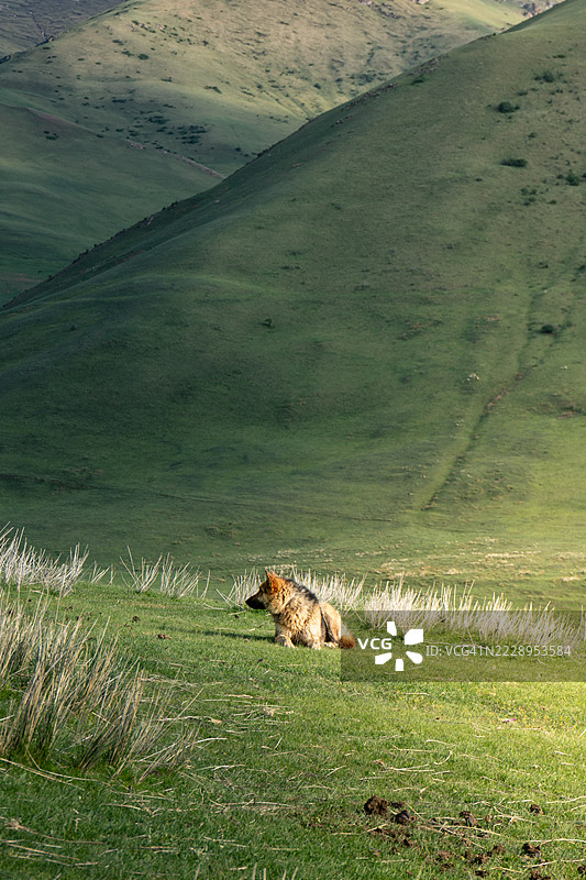 侧面视角的母狮躺在草地上，纳伦，吉尔吉斯斯坦图片素材