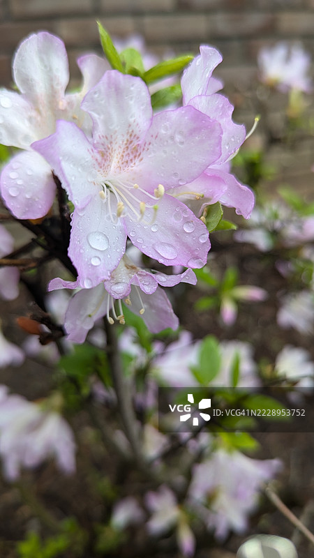 湿润的粉色花朵特写，帕拉默斯，新泽西州，美国图片素材