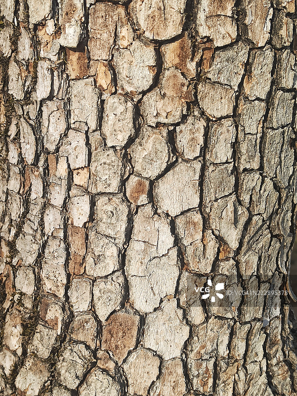 树皮特写，卡赫季，格鲁吉亚图片素材