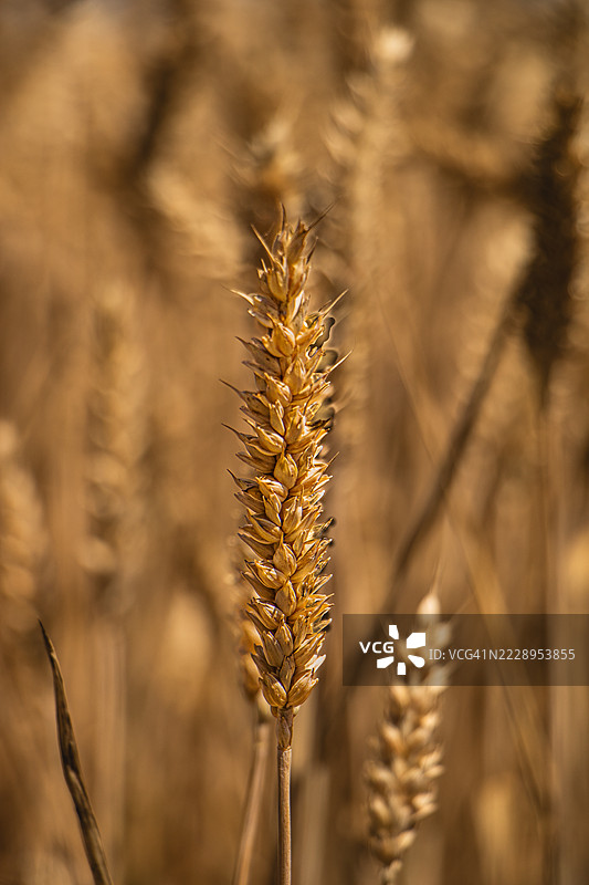 小麦植物特写，布列塔尼，法国图片素材