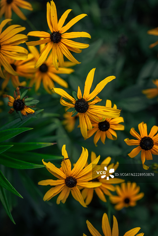 阿什维尔及其美丽在周末迎接了我们，阿什维尔，北卡罗来纳州，美国图片素材