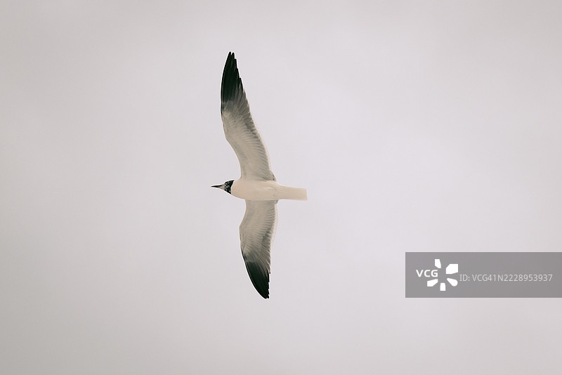 低角度视图的海鸥在天空中飞翔，佛罗里达州，德斯廷，美国图片素材