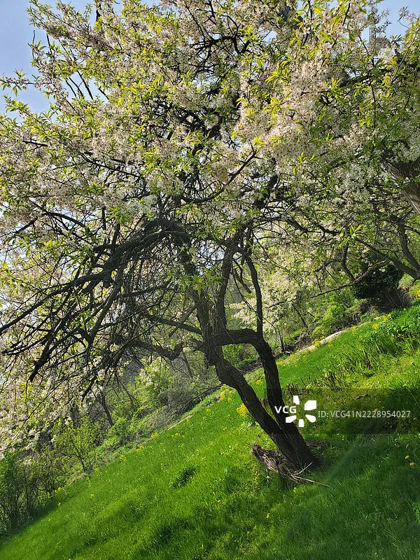 威斯康星州普雷里杜申的田野上的树木图片素材