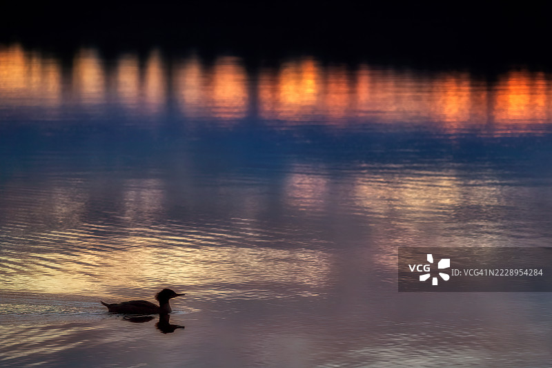 在纽约州北部萨拉纳克湖附近的阿迪朗达克山脉,日落时分,一只孤独的秋沙鸭在鱼溪池塘上游泳的剪影和倒影。图片素材