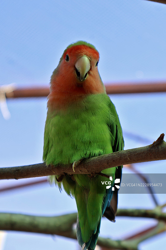 色彩斑斓的爱情鸟栖息在树枝上，背景是晴朗的蓝天图片素材