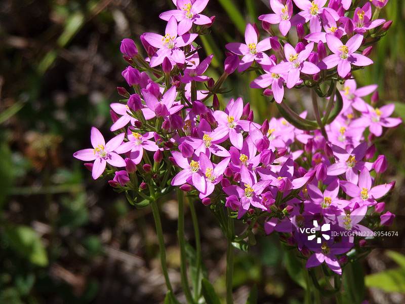 粉色开花植物的特写，波兰斯塔拉霍维采图片素材