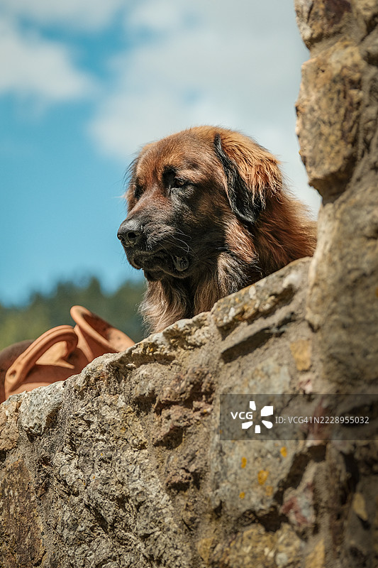 岩石上的莱昂伯犬特写，阿古达，莱里亚，葡萄牙图片素材
