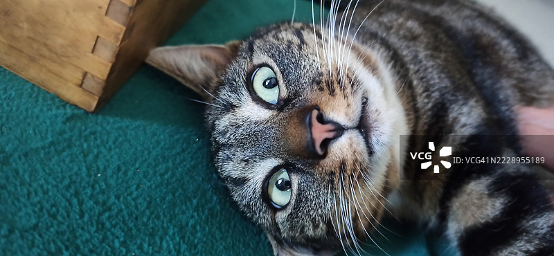 猫的特写，波兰，维埃尔科波尔斯基省图片素材