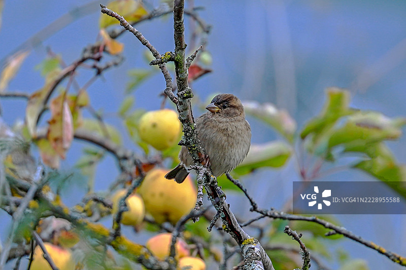 西班牙庞费拉达的鸣禽栖息在树枝上的特写镜头图片素材