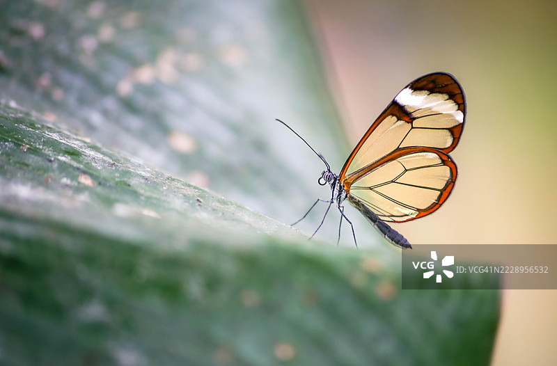 叶子上的蝴蝶特写，英国，埃格尔斯克利夫图片素材