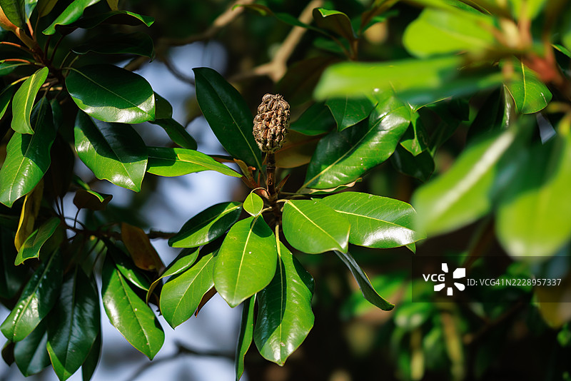 木兰种子荚和光滑的绿色叶子图片素材