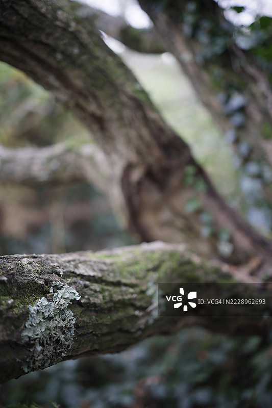 苔藓覆盖的树枝图片素材