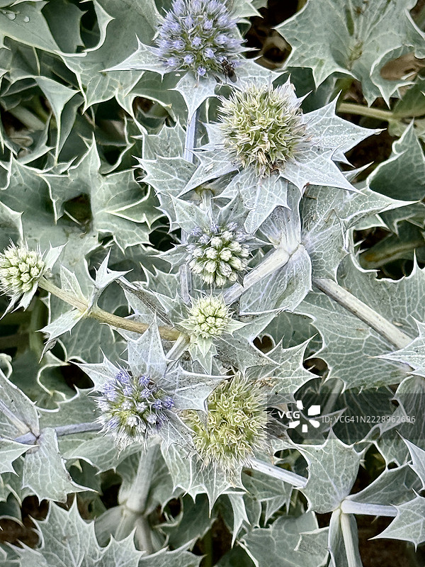 海洋蓟图片素材