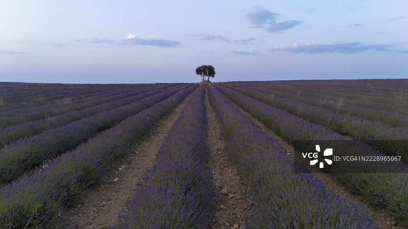 黎明时分的薰衣草田与远处的孤树图片素材