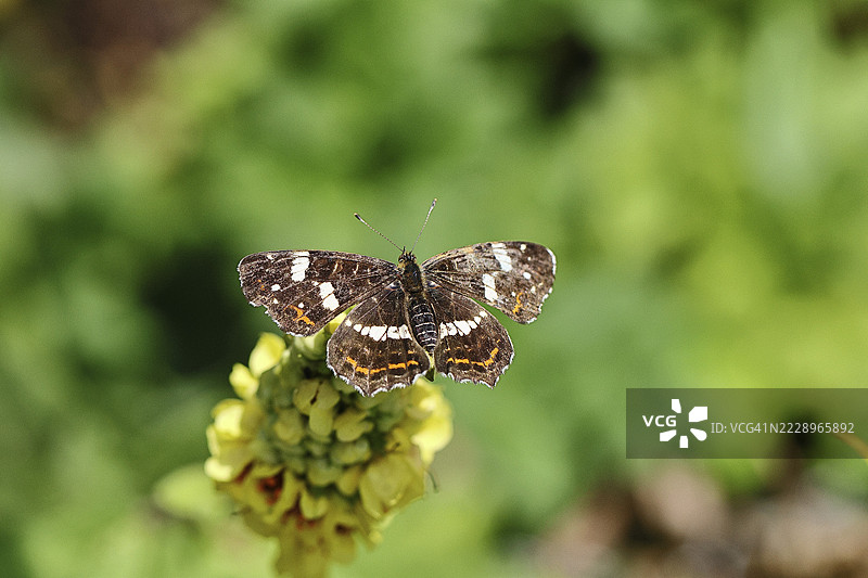 夏季世代的土地斑蝶（Araschnia levana），张开翅膀，停在黑色毛蕊花（Verbascum nigrum）上，处于自然环境中，特写，野生动物，昆虫，蝴蝶，德国北莱茵-威斯特法伦州的威尔斯多夫图片素材