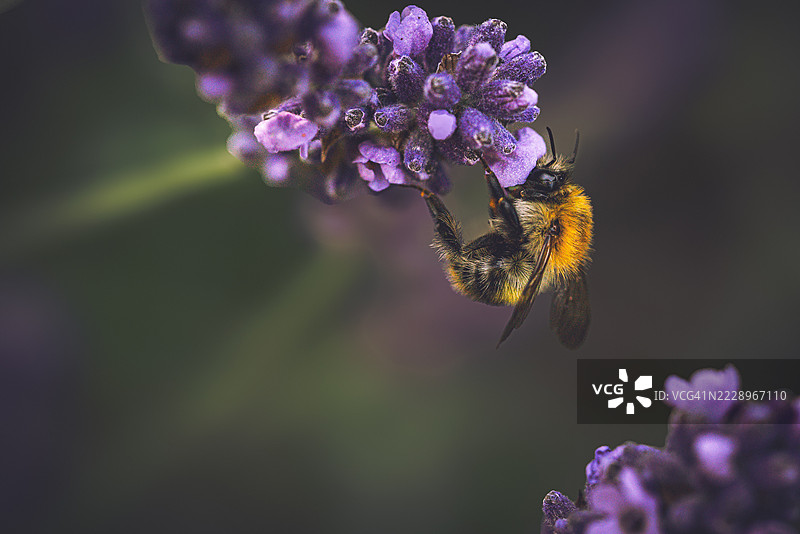 蜜蜂在德国布兰登堡的紫色花朵上授粉的特写镜头图片素材