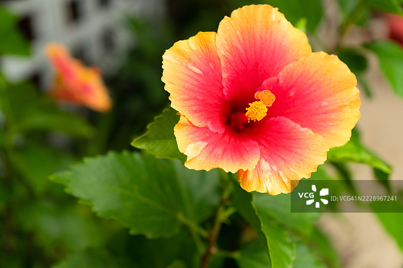 粉色花朵特写，普拉森西亚，斯坦克里克，伯利兹图片素材